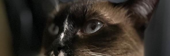 JoachimAlv's profile banner image