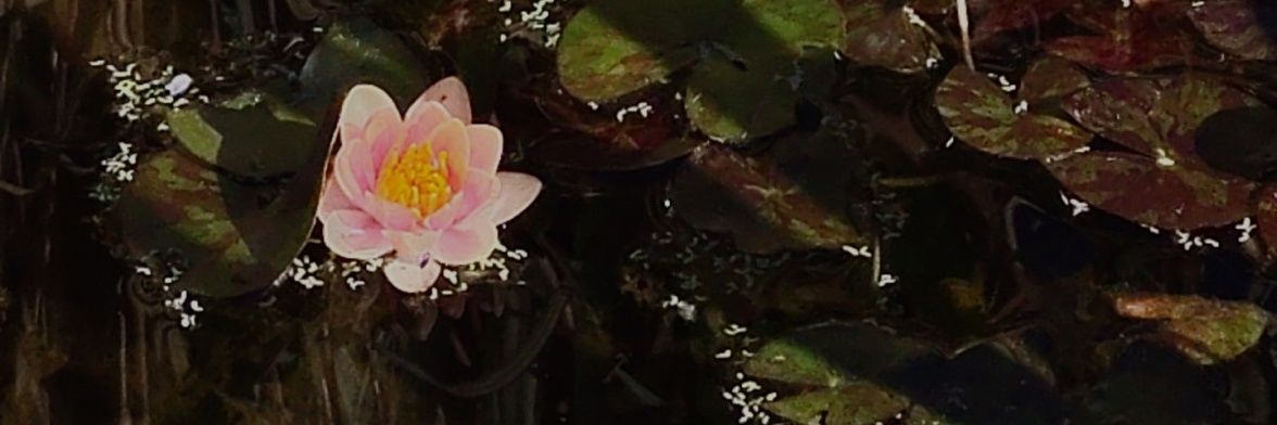 LReWH1's profile banner image