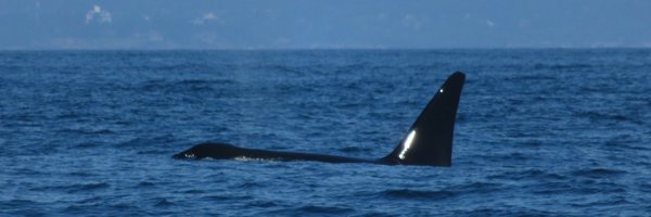 mariahkirbyy Profile Banner