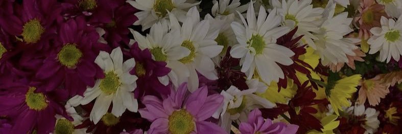 tamiencinas's profile banner image
