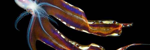 caradefabio Profile Banner