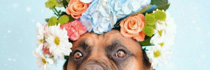 Lauuri's profile banner image