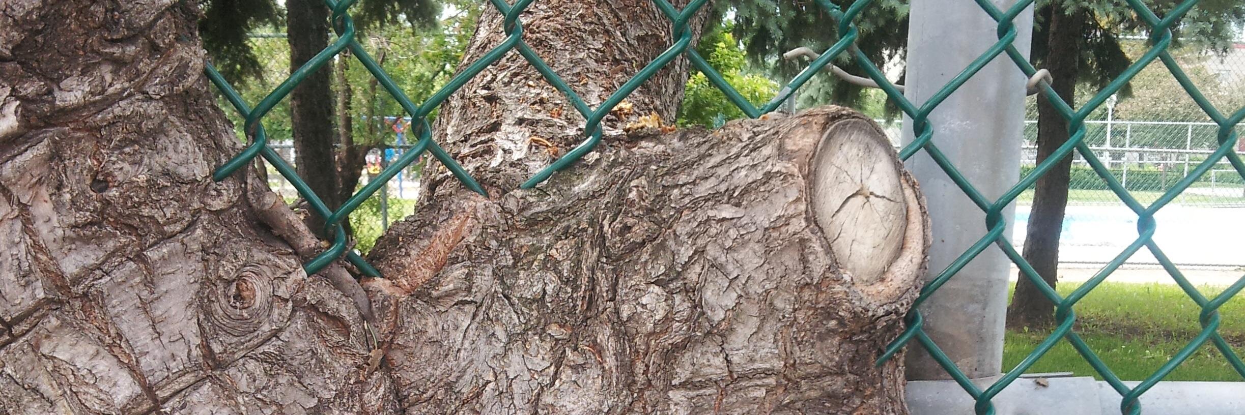 Genevieve Perreault banner