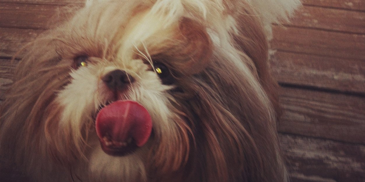 puppymae's profile banner image