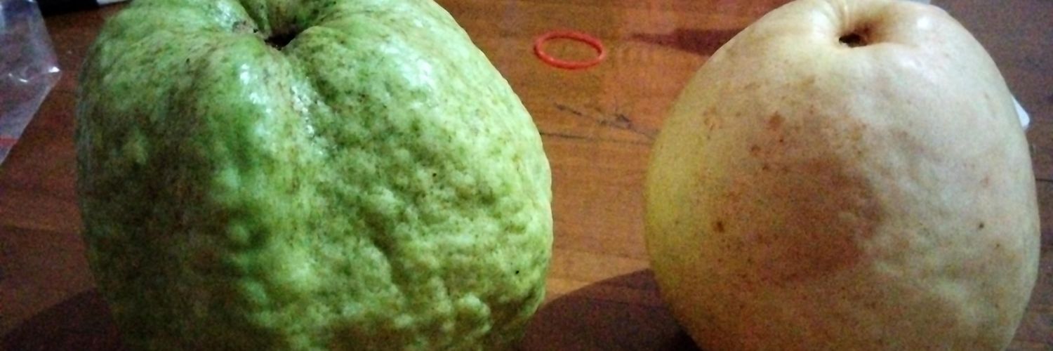 devibolon's profile banner image