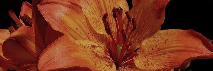 janelle euthycia. banner