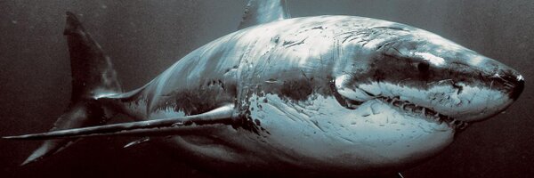 andybattle Profile Banner