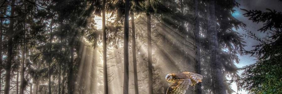 noonforest's profile banner image