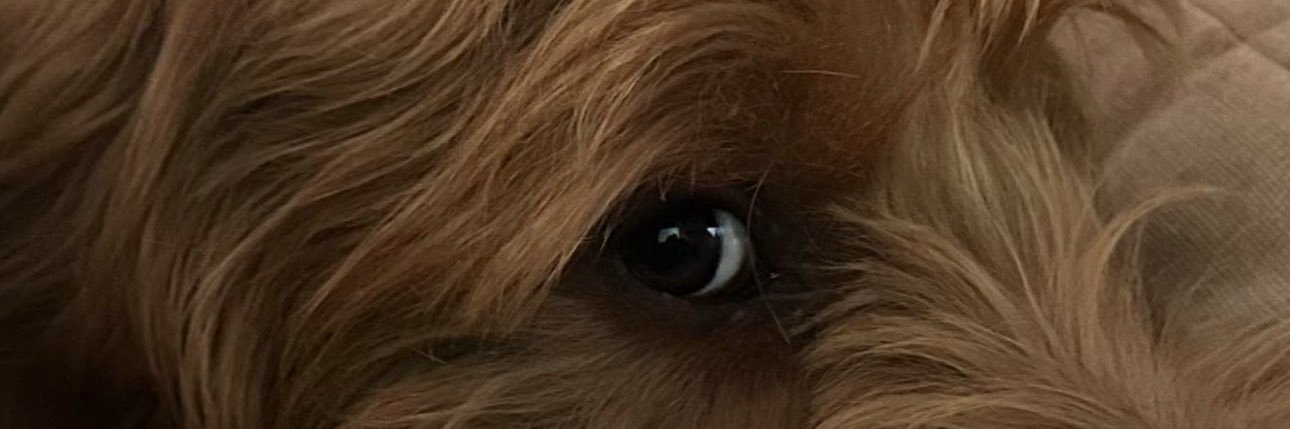 northbilly's profile banner image
