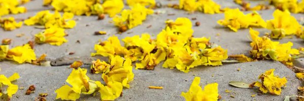 diaryofhope_ Profile Banner