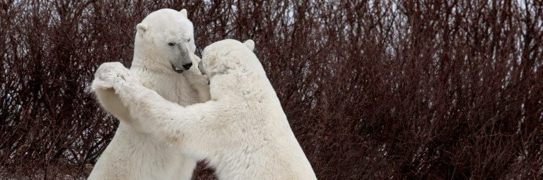 Dancing Animals Daily banner