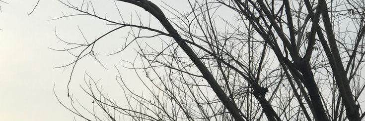 lyscoshn's profile banner image