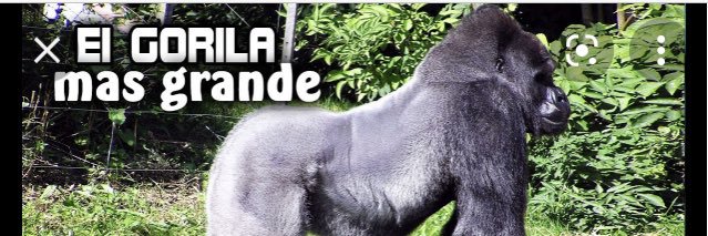 Fabian 🇦🇷 banner