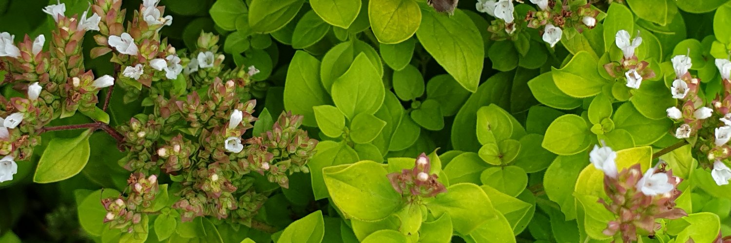 LynnSloman's profile banner image