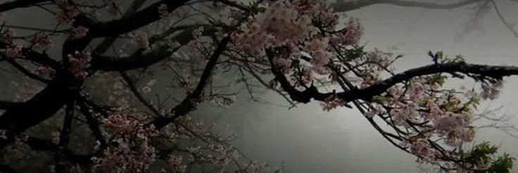 E_Mari2000's profile banner image