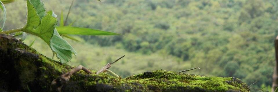 scsthejas's profile banner image