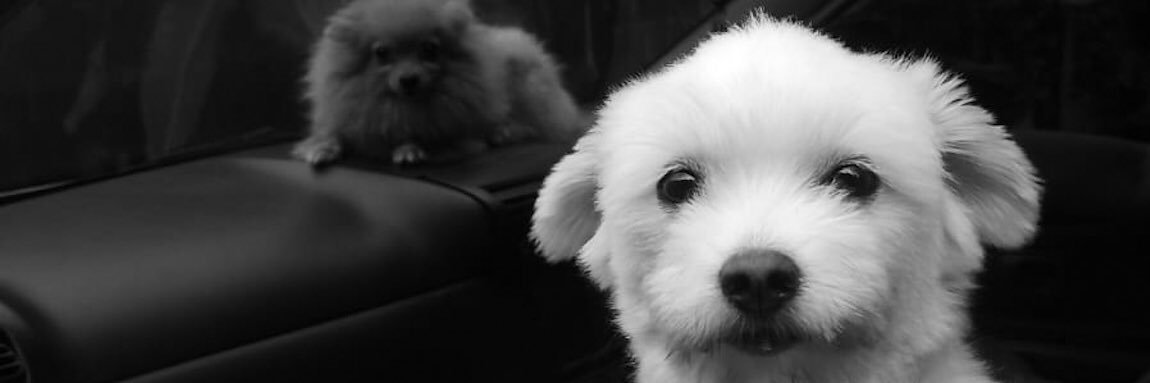 fanndose's profile banner image