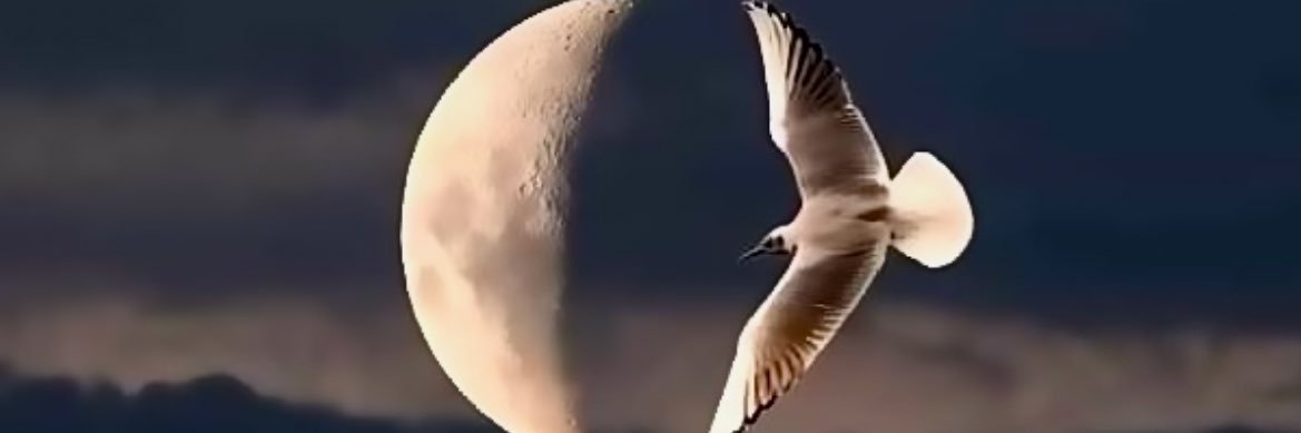 𝒵𝑒𝓎𝓃𝑒𝓅 banner