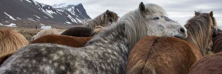 tequitarot | agenda abierta banner