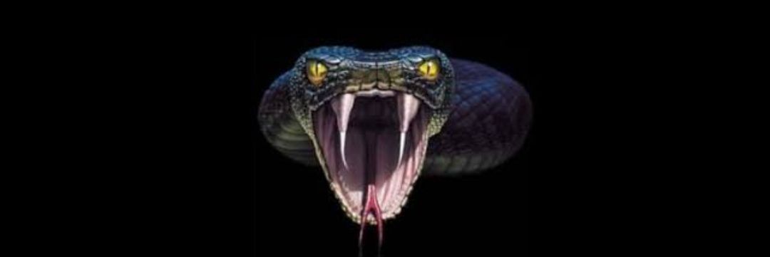 KALACOBRA 🐍 50k banner