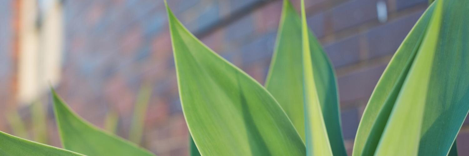 pollystreet's profile banner image