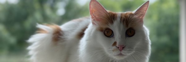chickenputty Profile Banner