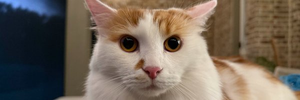 chickenputty Profile Banner