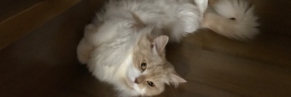 cluchiot's profile banner image