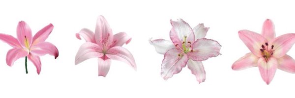 lidluvy Profile Banner