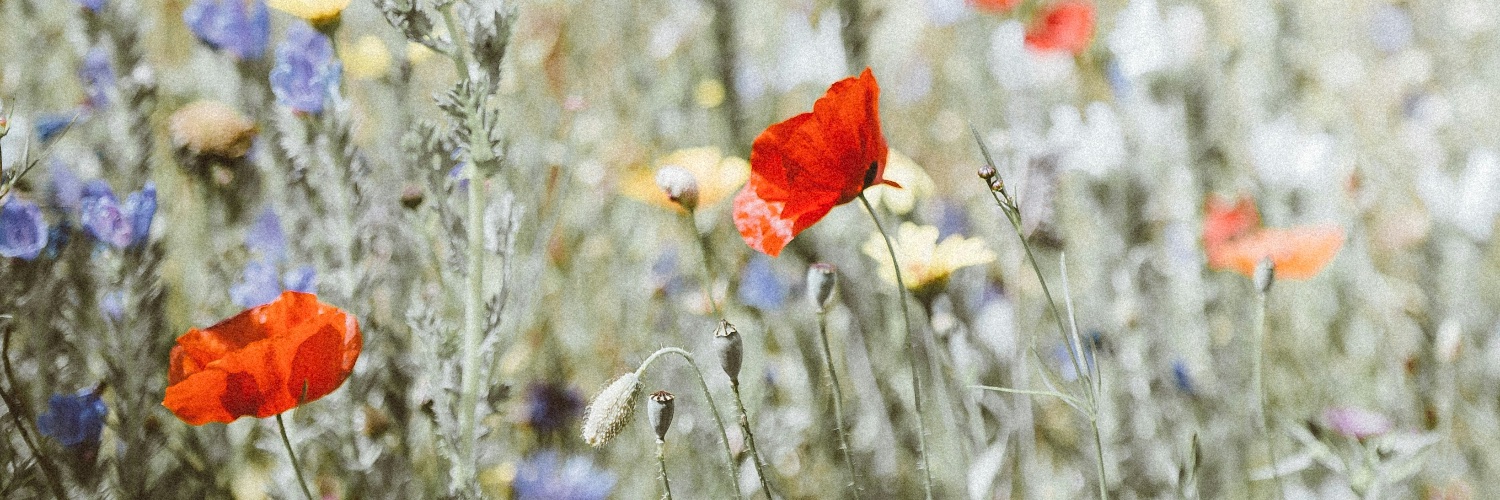 Kivilp's profile banner image