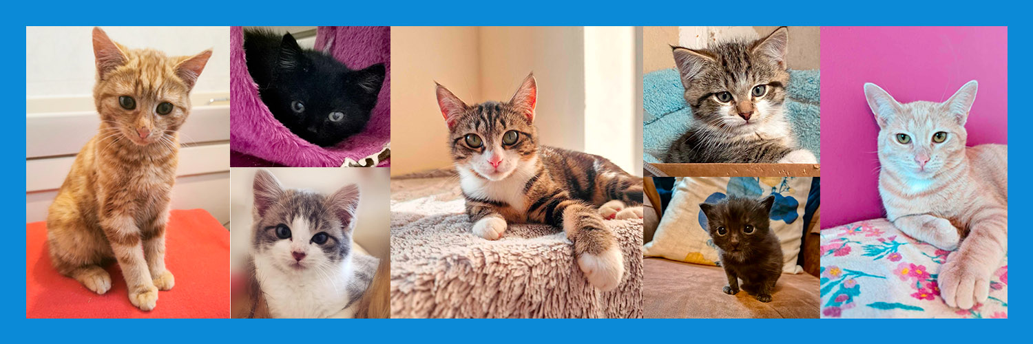 Uist Cat Rescue (@UistCatRescue) / Posts / X