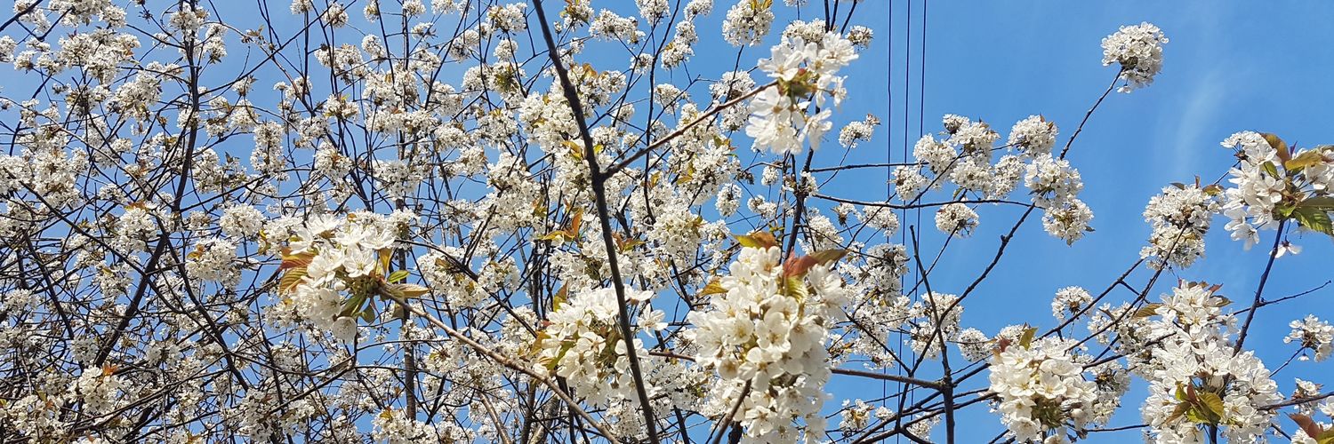 Tanith Muller banner