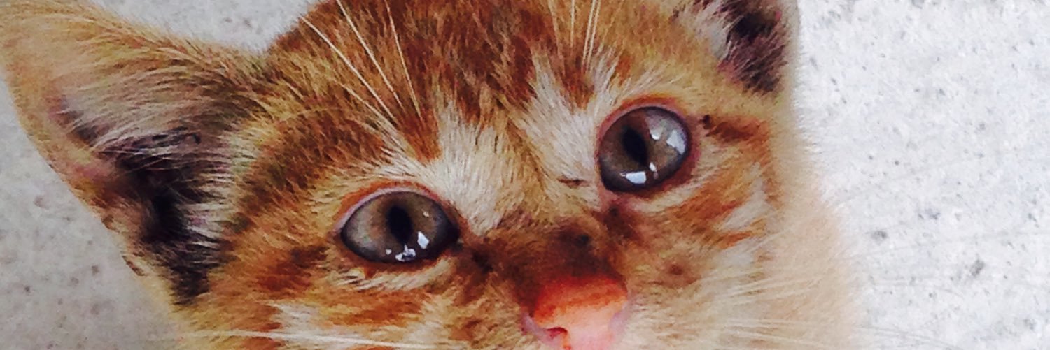 alkaponn's profile banner image