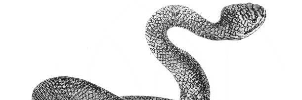 StephanieJaneMarkham banner