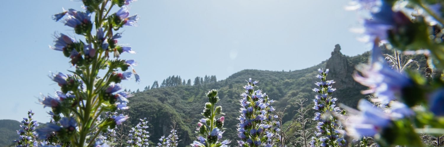 GranCanaria.com 🌴☀️ banner