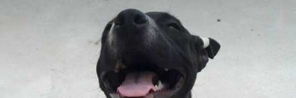 dono_pecado Profile Banner