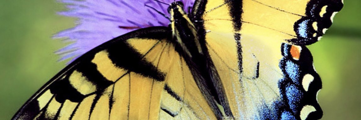 Lisa E. Wright, Ph.D. banner