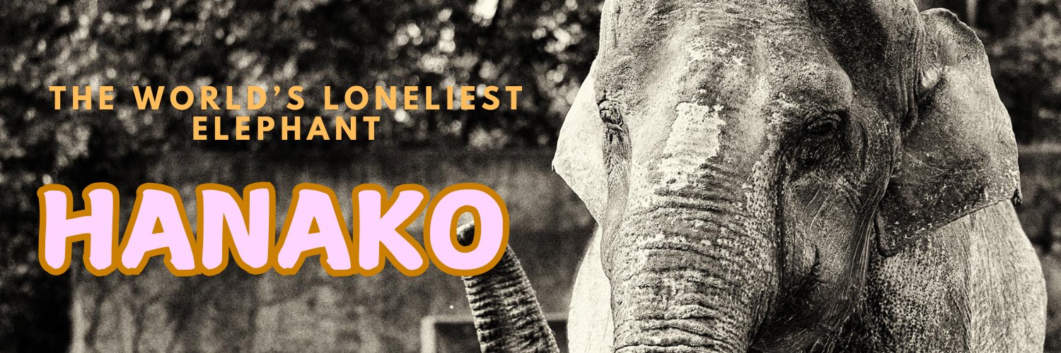 Hanako - The World’s loneliest elephant banner