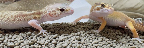 CatLeopa1018 Profile Banner