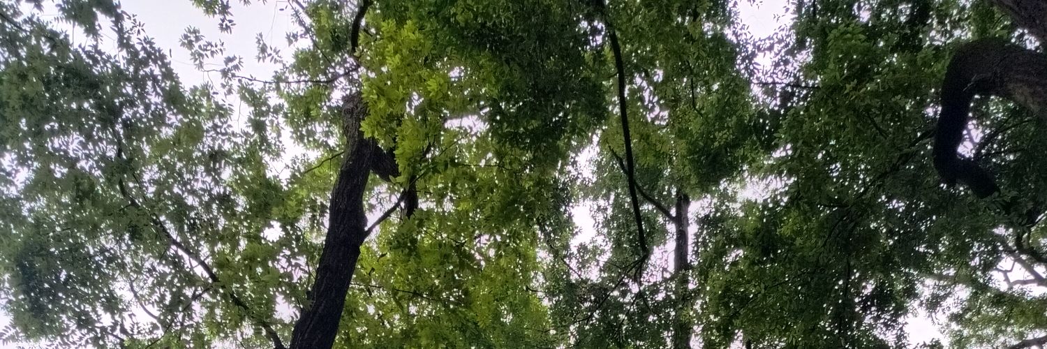 littleforest banner