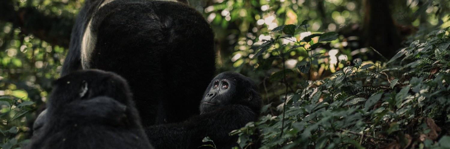 Silverback banner