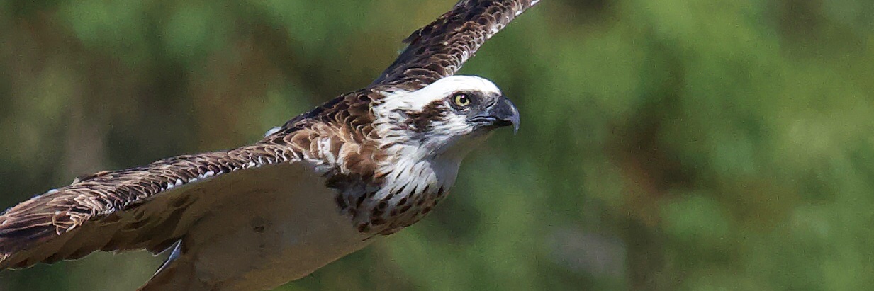 thatosprey's profile banner image