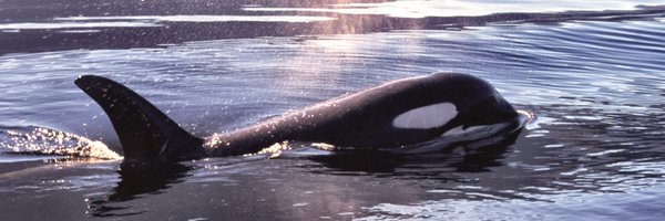 SuzanneChisholm Profile Banner