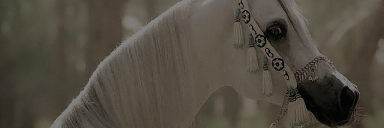 سديم🌷 banner