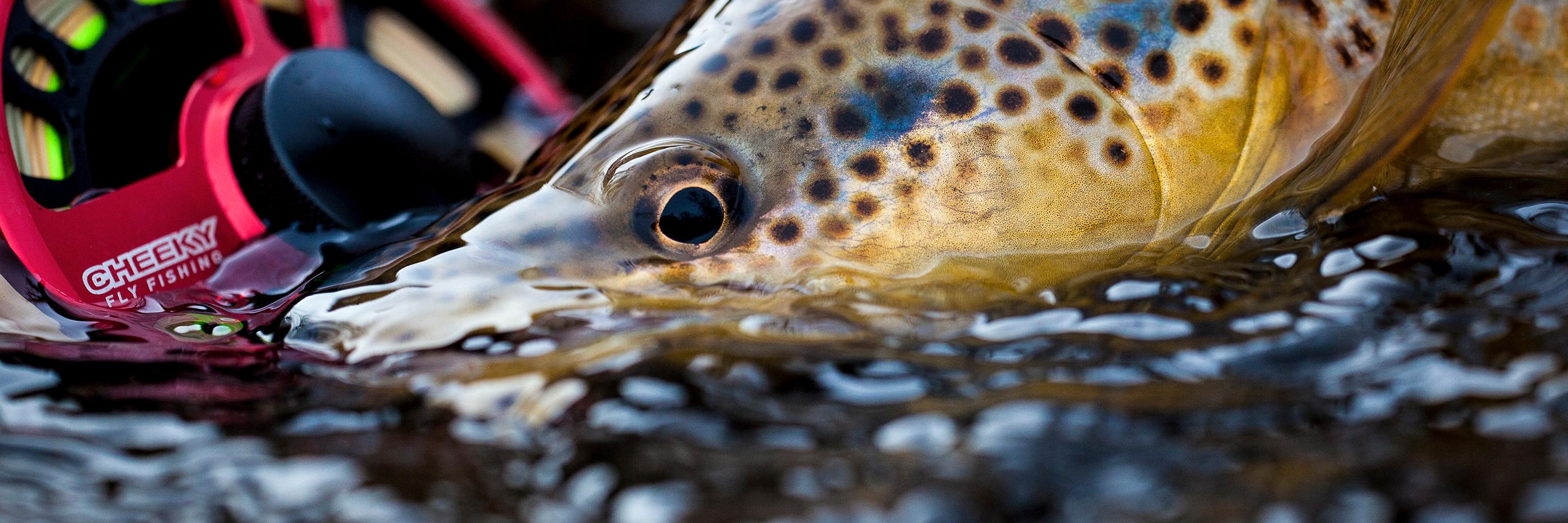 Cheeky Fishing (@cheekyfishing) / Posts / X