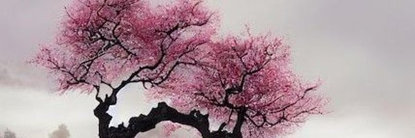 D_AIKO_ Profile Banner