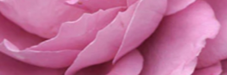 Wisdom all knowing banner