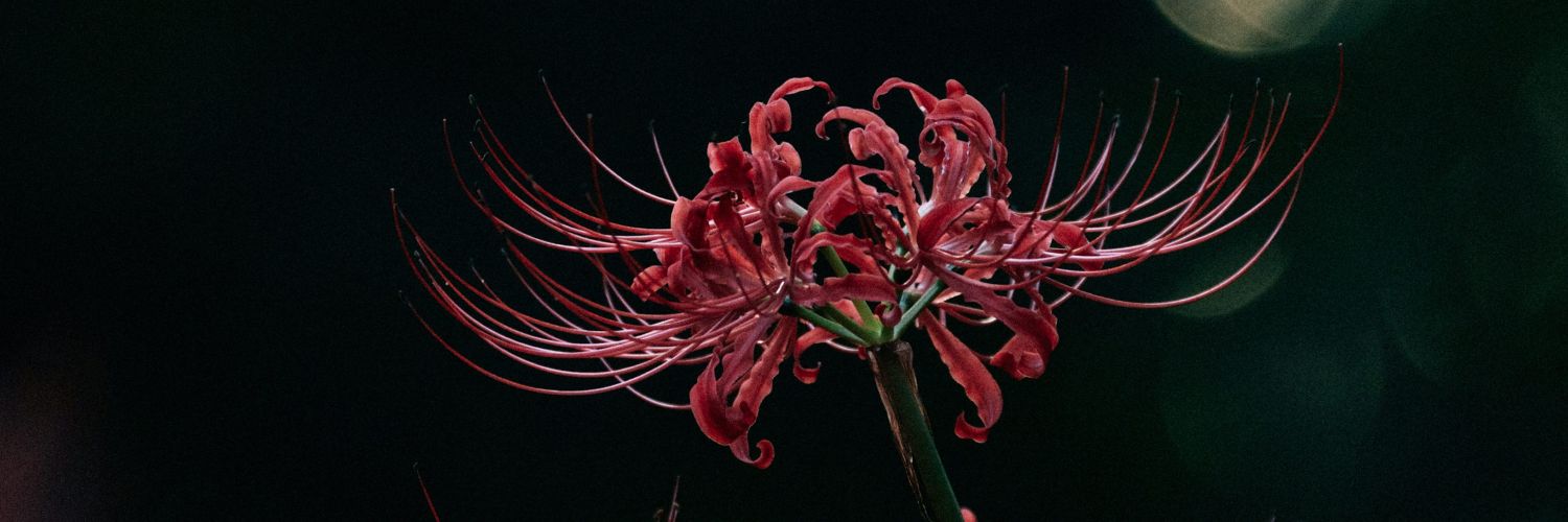 ʟɪ-ʜᴜᴀ ᴡᴀɴɢ banner