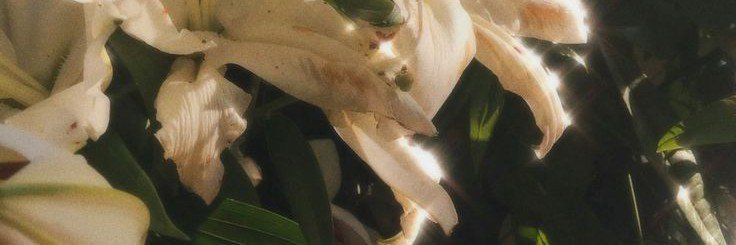 LushCheesecake's profile banner image