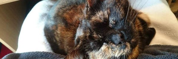 ni_fallon Profile Banner